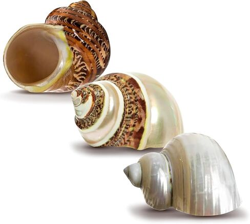 Hermit Crab Shells | Turbo Shells | 1 Brown, 1 Banded, and 1 White Pearlized Turbo Shells 1.75"-2" | Opening Size Approx. 1" | Hermit Crab House for Décor | Plus Free Nautical eBook by Joseph Rains in Kuwait