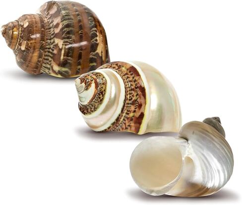 Hermit Crab Shells | Turbo Shells | 1 Brown, 1 Banded, and 1 White Pearlized Turbo Shells 1.75"-2" | Opening Size Approx. 1" | Hermit Crab House for Décor | Plus Free Nautical eBook by Joseph Rains in Kuwait