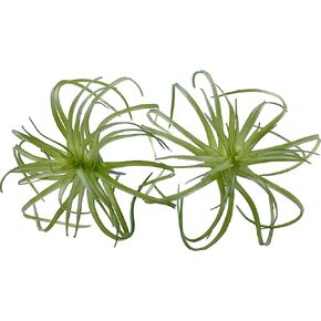 2PCS Artificial Flocking Tillandsia Air Plants Faux Succulents Bromeliads for Indoor/Outdoor Garden and Home Decor, Terrarium Decorations, Arrangements, Office, and Displays (X-Small(6")) in Kuwait