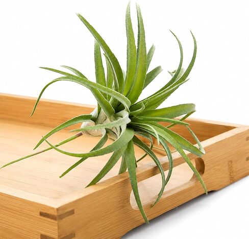 ChezMax الاصطناعي يتدفقون Tillandsia نباتات الهواء الأناناس العشب فو العصارة Bromeliads ديكور المنزل حديقة 2 قطعة 4 # in Kuwait