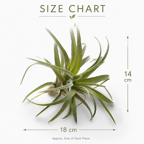ChezMax الاصطناعي يتدفقون Tillandsia نباتات الهواء الأناناس العشب فو العصارة Bromeliads ديكور المنزل حديقة 2 قطعة 4 # in Kuwait