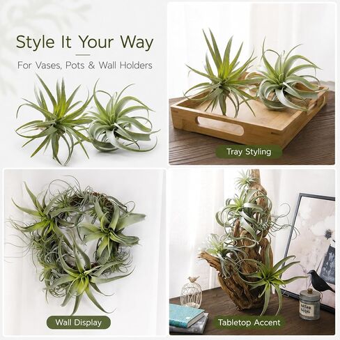 ChezMax الاصطناعي يتدفقون Tillandsia نباتات الهواء الأناناس العشب فو العصارة Bromeliads ديكور المنزل حديقة 2 قطعة 4 # in Kuwait