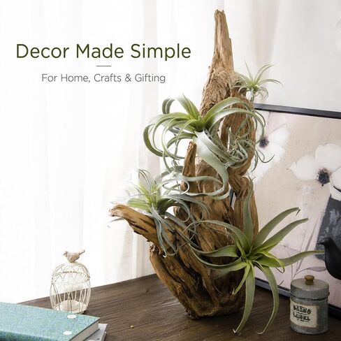 ChezMax الاصطناعي يتدفقون Tillandsia نباتات الهواء الأناناس العشب فو العصارة Bromeliads ديكور المنزل حديقة 2 قطعة 4 # in Kuwait