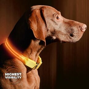 ILLUMISEEN LED Dog Collar USB Rechargeable - Bright & High Visibility Lighted Glow Collar for Pet Night Walking - Weatherproof, in 6 Colors & 6 Sizes (Red Large) in Kuwait