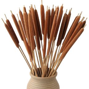MIHUAGE الكاتيل الطبيعية المجففة - 20 قطعة لترتيبات الزهور DIY وديكور المكتب المنزلي - قطر 0.4 بوصة وطول 17 بوصة in Kuwait