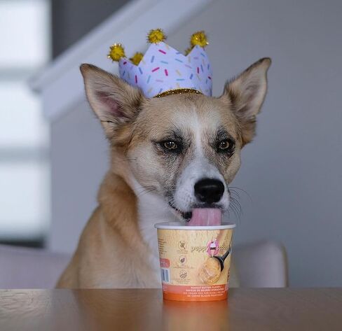 Puppy Scoops Dog Ice Cream Mix - Just Add Water and Freeze at Home, Powder Mix with Ice Cream Cup and Reusable Lid, Variety Pack of 4 Pints of Ice Cream Mix for Dogs, 4 Count 4.65 oz Made in USA in Kuwait