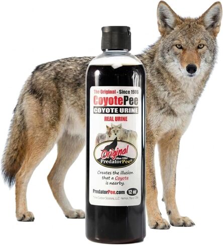 Predator Pee 100% Coyote Urine - Territorial Marking Scent - Creates Illusion that Coyote is Nearby - 12 oz in Kuwait