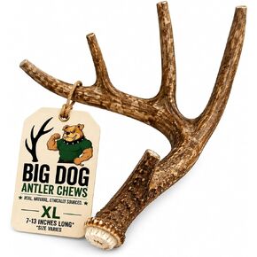 العلامة التجارية Big Dog Antler Chews - XL Deer Antler Dog Chew - كبير جدًا، جامبو، للكلاب الكبيرة والجراء الذين يمضغون بقوة in Kuwait