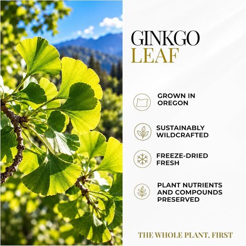 Eclectic Institute Raw Freeze-Dried Ginkgo | Circulatory Support, Supports Brain Function, Concentration & Memory | 120 CT in Kuwait
