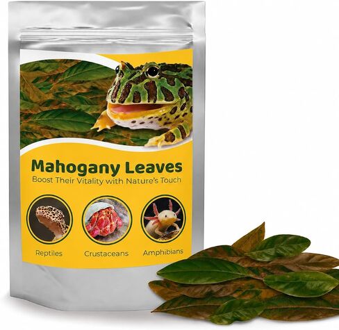 JOR 50 Pcs Mahogany Leaves, 2-3", Vivarium Leaf Litter for Frogs, Maintains Humidity and pH Levels, Creates Natural Bioactive Habitat, Additional Food Source, Leaf Litter for Mixing with Substrate in Kuwait