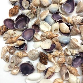 PEPPERLONELY Indian Ocean Small Mix Sea Shells, 6 oz Small Shells Mixed, 1/2 Inch ~ 1-1/4 Inch in Kuwait