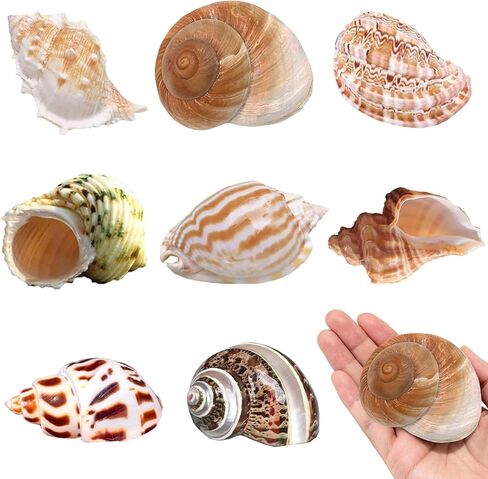 8PCS Hermit Crab Shells Medium to Large Growth Turbo Seashells 1"-2" Openning Size Natural Decoration Supplies in Kuwait