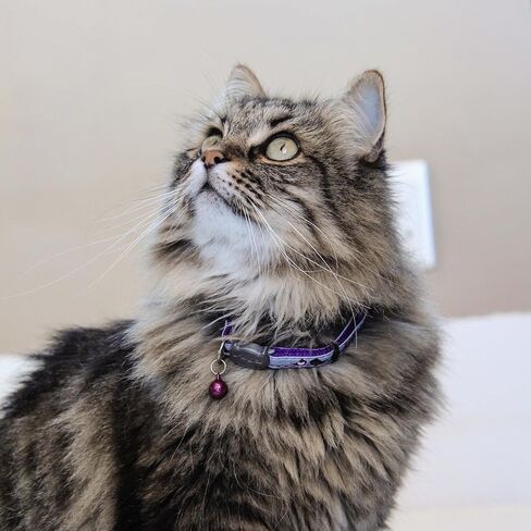 Rogz Reflective Cat Collar with Breakaway Clip and Removable Bell, Fully Adjustable to fit Most Breeds, Purple Bird Design in Kuwait