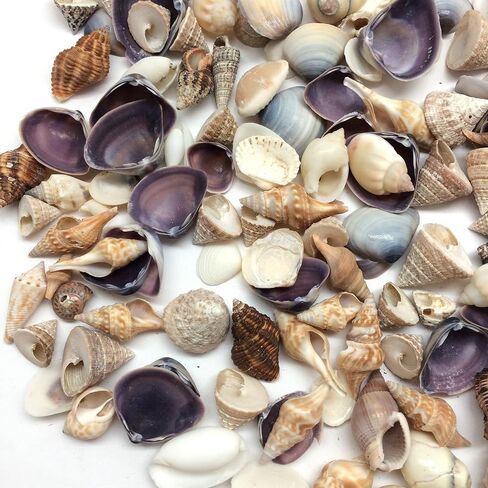 PEPPERLONELY Indian Ocean Small Mix Sea Shells, 6 oz Small Shells Mixed, 1/2 Inch ~ 1-1/4 Inch in Kuwait