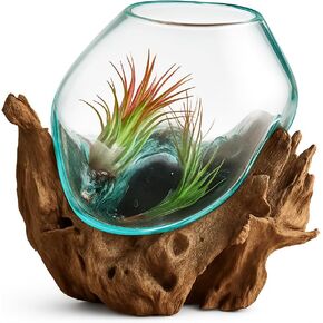 Hand Blown Molten Glass & Teak Wood Terrarium/Vase/Fish Bowl - Premium Quality (6" - 7" High) in Kuwait