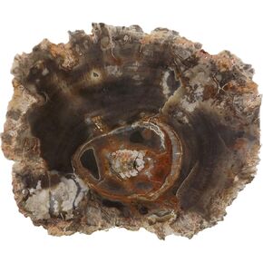 Petrified Wood Slab, Polished Fossilized Stone Tree Branch Specimen from Madagascar, Small Slice 2-3" Size, Unique Gift in Kuwait