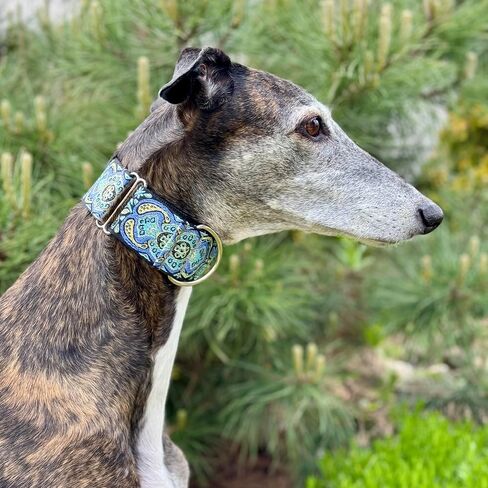 Martingale Dog Collar for Greyhound Saluki Whippet and Other Breeds with Similar Neck 2" Wid (14"-18") Matching Leash Available in Kuwait