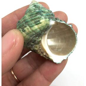 PEPPERLONELY 5PC Polished Brown Tapestry Turbo, Hermit Crab Sea Shells, 1-1/2 Inch ~ 2 Inch in Kuwait