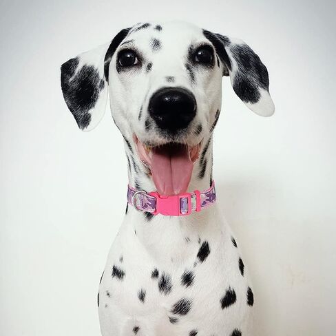 CBBPET Pink Dog Collar,Cute Dog Collar,Adjustable Nylon Outdoor Adventure Pet Collar, Lightweight,2 Sizes in Kuwait