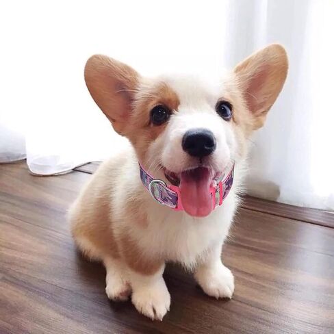CBBPET Pink Dog Collar,Cute Dog Collar,Adjustable Nylon Outdoor Adventure Pet Collar, Lightweight,2 Sizes in Kuwait