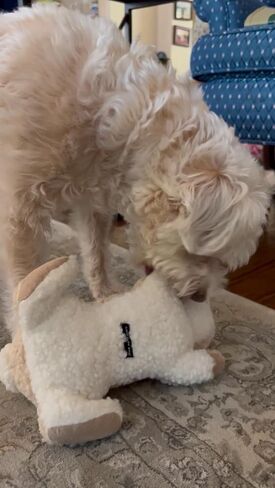 Large Sherpa Plush Bunny Squeaky Interactive Fetch Dog Toy Stuffed with Fluff and Crinkly Floppy Ears for Medium to Large Breeds in Kuwait