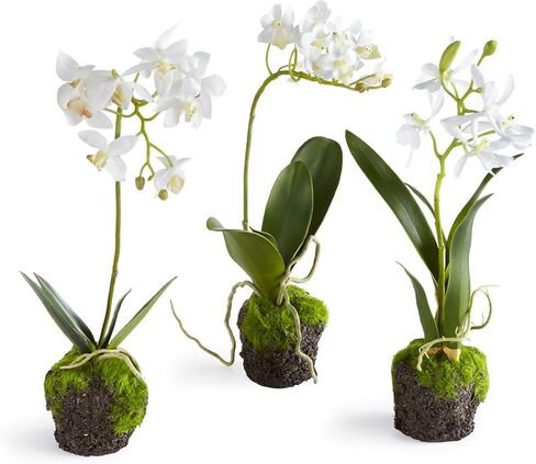 Napa 11.5" Mini DENDROBIUM Rustic Dropin, 5x8x13.75 Inches in Kuwait