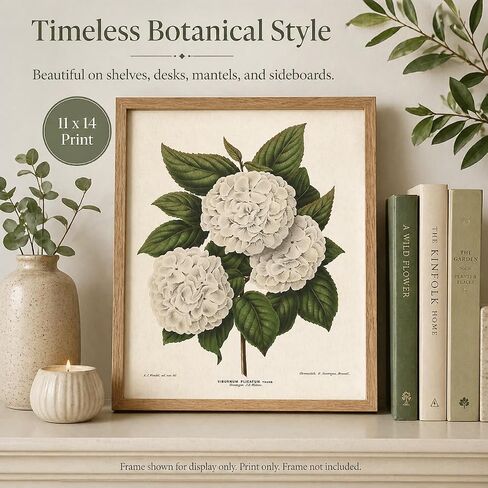 Vintage Japanese Snowball Flower Illustration - Classic Botanical Poster, Home and Graden Decoration, Cottagecore Room Decor, Vintage Flower Wall Display Gift, 11x14 Unframed Art Print Poster in Kuwait