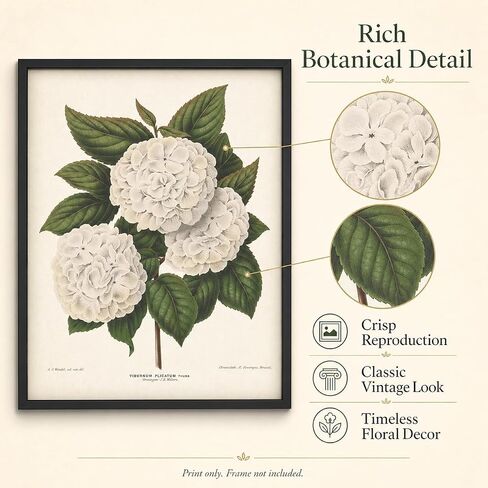 Vintage Japanese Snowball Flower Illustration - Classic Botanical Poster, Home and Graden Decoration, Cottagecore Room Decor, Vintage Flower Wall Display Gift, 11x14 Unframed Art Print Poster in Kuwait