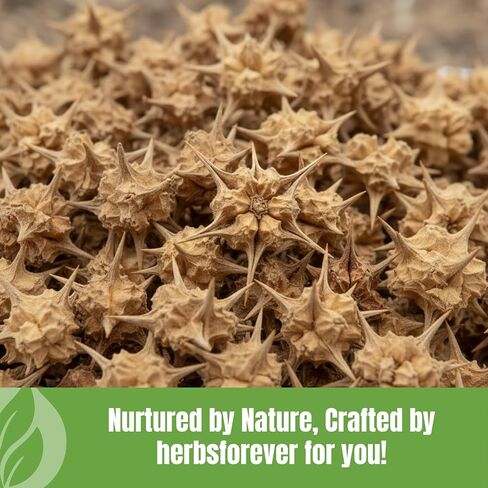 Gokshura Powder – Tribulus Terrestris – Rejuvenating Tonic – Non GMO, Organic, Vegan – 454 GMS in Kuwait