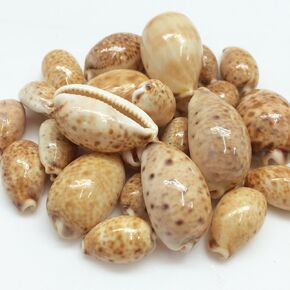 PEPPERLONELY 12PC Serpent's Head Cowrie Sea Shells, Cyprae Caputserpentis Shells, 3/4 Inch ~ 1-1/4 Inch in Kuwait
