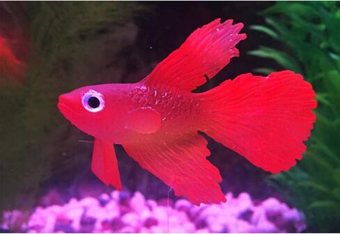 Artificial Silicone Betta Fish Tank Decoration, Aquarium Fake Fish High Simulation Lifelike Floating Betta Fish Tank Ornament in Saudi Arabia