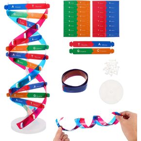 NUOBESTY Double Helix Model DNA Model Kit DNA Structure Models Human Genes Learning Kit Biological Teaching Aids in Kuwait