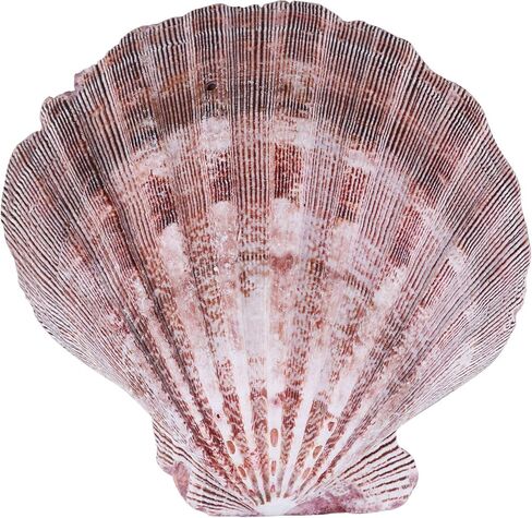 PPCLION 2 PCS 5" Large Great Scallop Shells Brown Lion's Paw Baking Seashells in Kuwait