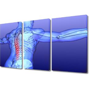3 Panels X Ray Large Wall Art Human Skeleton System Vertebral Column Anatomy 3D Wall Art for Living Room Clinical Laboratory Art Prints Giclee Print Stretched and Framed Ready to Hang (60"Wx40"H) in Kuwait