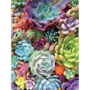 TINDAY Succulents DIY الطلاء بالأرقام عدة للبالغين المبتدئين DIY قماش اللوحة بواسطة أرقام زهرة الاكريليك اللوحة للديكور المنزل الطلاء بالأرقام العصارة 16 × 20 بوصة (العصارة أ) in Kuwait