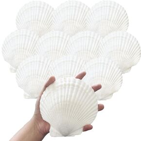 10PCS Sea Shells White Scallop Shells for Crafts Baking Cooking Serving Food, 4-5 inch Large Natural Seashells for DIY Crafts Seashell Beach Decorations for Home Decor