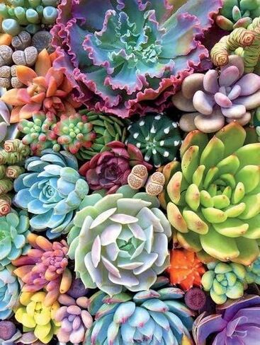 TINDAY Succulents DIY الطلاء بالأرقام عدة للبالغين المبتدئين DIY قماش اللوحة بواسطة أرقام زهرة الاكريليك اللوحة للديكور المنزل الطلاء بالأرقام العصارة 16 × 20 بوصة (العصارة أ) in Kuwait