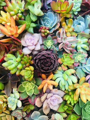 TINDAY Succulents DIY Paint by Numbers Kit for Adults Beginner DIY Canvas Painting by Numbers Flower Acrylic Painting for Home Decoration Paint by Numbers Succulents 16x20 Inch (Succulents A) in Saudi Arabia