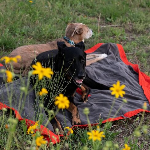 KAMMOK Field Blanket - Microfleece, Water Resistant, Portable, Durable, Indoor/Outdoor Camp Blanket (84 in × 50 in) - Cacti Print in Kuwait