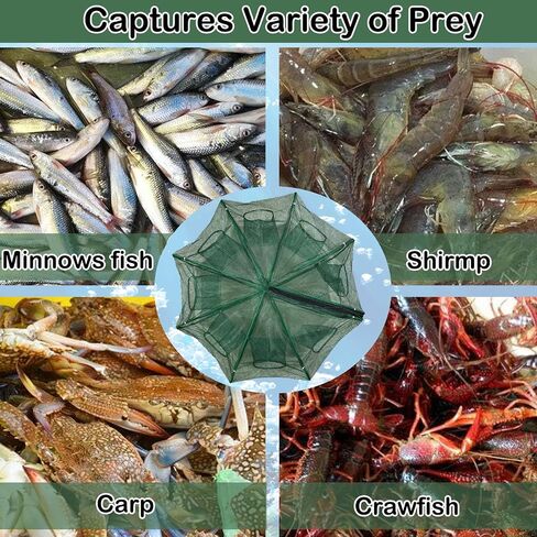 Collapsible Fishing Bait Minnow Trap - Durable Fish Trap Net for Minnow, Crab, Crayfish, Shrimp Fish Trap Net - Designed for Minnows and Beyond in Kuwait