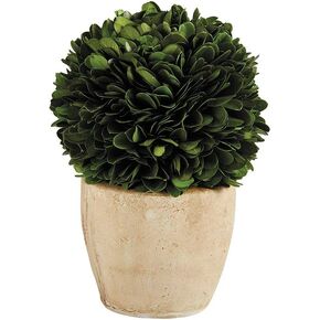 47th & Main Preserved Topiary Ball Potted Plant in Pot, 16" Tall, Boxwood - Round
