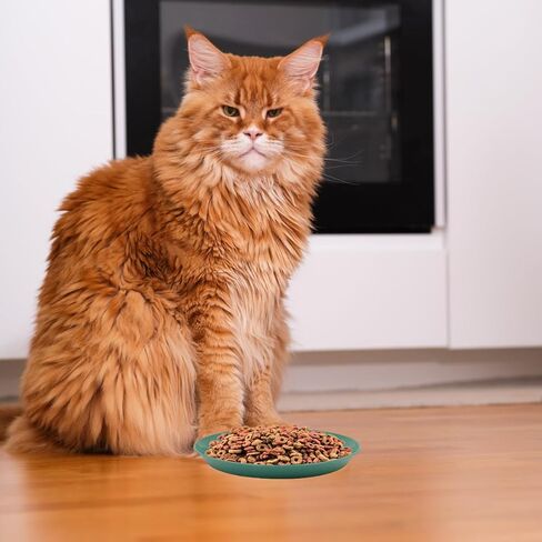 8 قطع من أوعية القطط، أوعية القطط، أطباق يوكول للقطط مقاس 6 بوصة للقطط الداخلية للقطط الصغيرة والقطط ذات الأرجل القصيرة (دائرية) in Kuwait