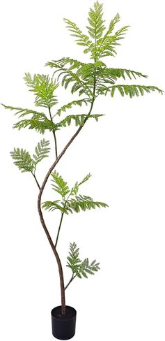 شجرة جاكاراندا ميموسيفوليا الاصطناعية، نباتات وهمية بطول 59 بوصة، نباتات مظلة صناعية للداخلية، أشجار وهمية للمكتب، المنزل، غرفة المعيشة، أرضية الفناء، ديكور الشرفة in Kuwait