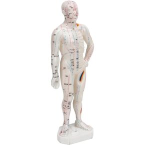 Acupuncture Doll, Male Model Professional 10.2in Length Clear Handwriting Points Model Human Body Acupuncture Model for Chinese Medicine Teaching, Acupuncture