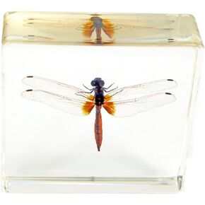 REALBUG Dragonfly Paperweight(3x3x1)