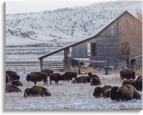 Stupell Industries Grazing Rural Bison Snowy Farmland Barn Scenery، تصميم جيف بو للتصوير الفوتوغرافي in Saudi Arabia