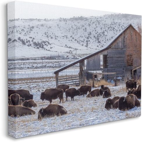 Stupell Industries Grazing Rural Bison Snowy Farmland Barn Scenery، تصميم جيف بو للتصوير الفوتوغرافي in Saudi Arabia