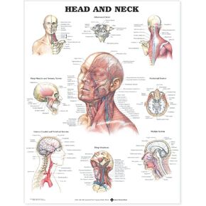 ACC Head and Neck Anatomical Chart