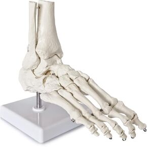 NEW HORIZON Medical Models Life Size Foot and Ankle Model