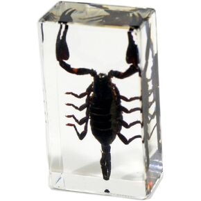 REALBUG بلاك سكوربيون ثقالة الورق متوسطة الحجم